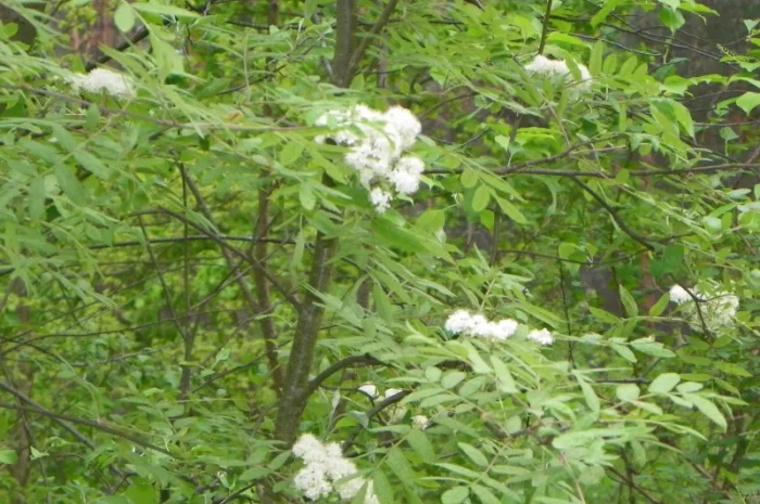 Саженцы черемухи, калины, рябины, ивы- фото № 4