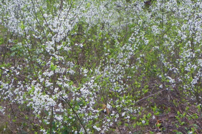 Саженцы черемухи, калины, рябины, ивы- фото № 5