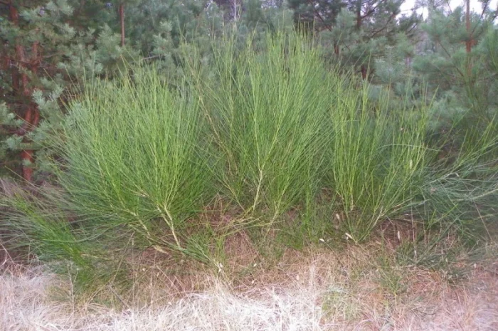 Саженцы черемухи, калины, рябины, ивы- фото № 6