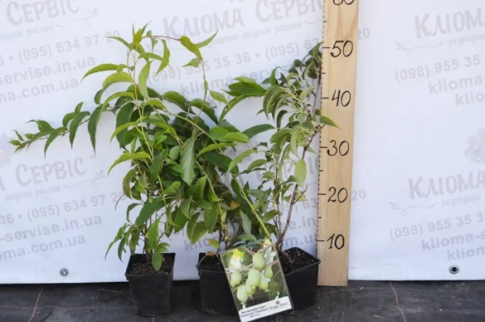 Продам саженцы актинидии (женские). Сорта смотрите в описании- фото № 1