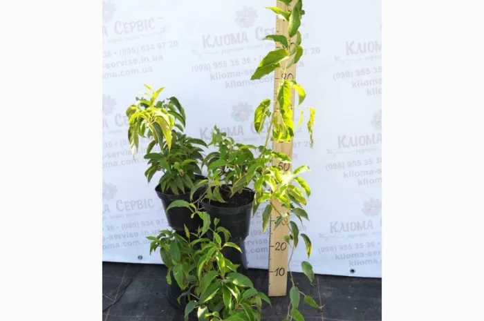 Продам саженцы актинидии (женские). Сорта смотрите в описании- фото № 2