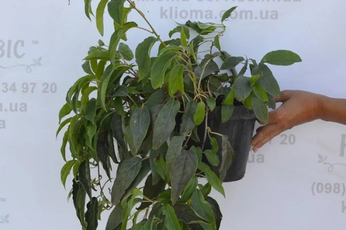 Продам саженцы актинидии (женские). Сорта смотрите в описании- фото № 3