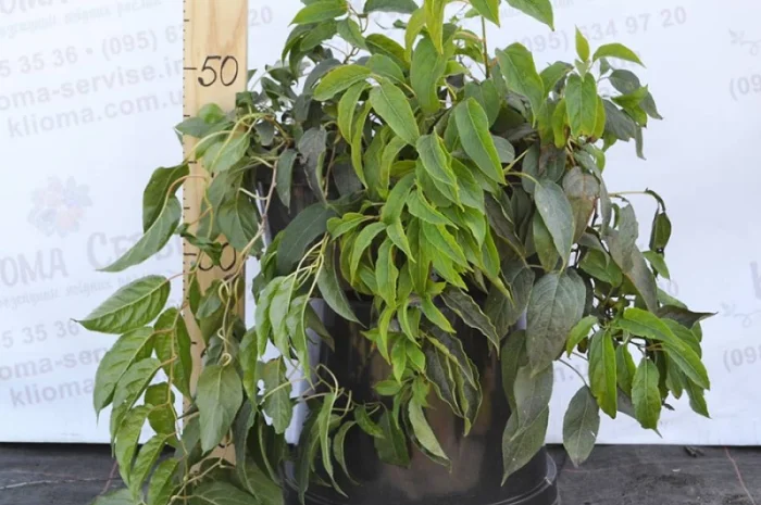 Продам саженцы актинидии (женские). Сорта смотрите в описании- фото № 4