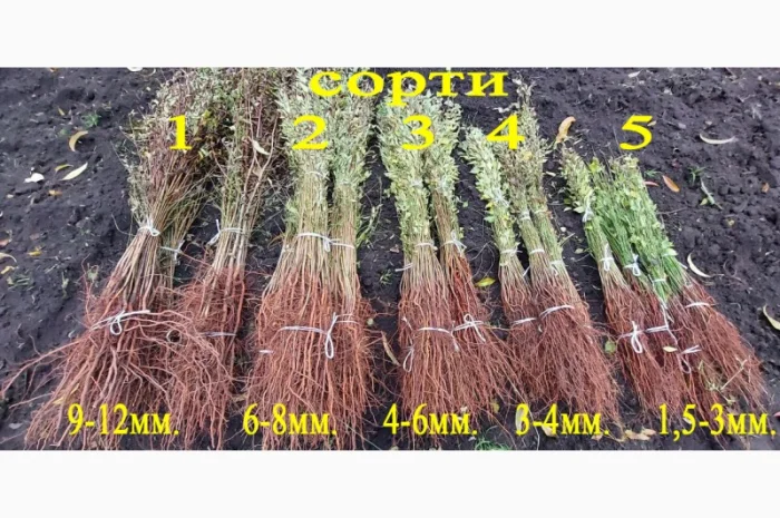 Підщепа АЛИЧА для щеплення саджанців Летичівського плодорозсадника- фото № 1