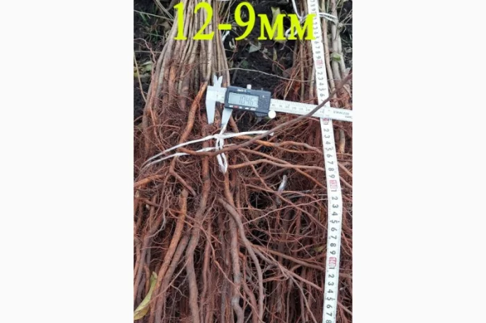 Підщепа АЛИЧА для щеплення саджанців Летичівського плодорозсадника- фото № 2