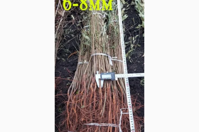 Підщепа АЛИЧА для щеплення саджанців Летичівського плодорозсадника- фото № 3