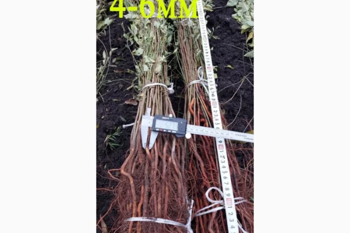 Підщепа АЛИЧА для щеплення саджанців Летичівського плодорозсадника- фото № 4