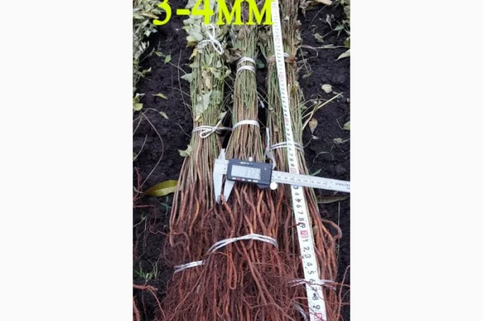 Підщепа АЛИЧА для щеплення саджанців Летичівського плодорозсадника- фото № 5