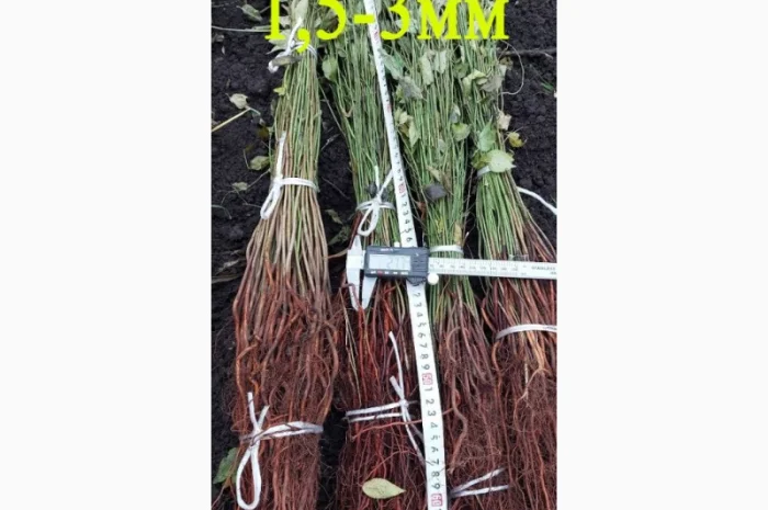 Підщепа АЛИЧА для щеплення саджанців Летичівського плодорозсадника- фото № 6