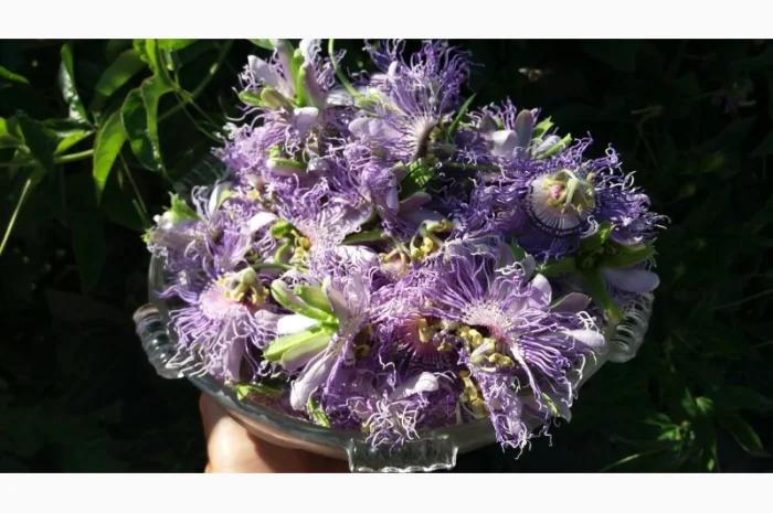 Пассифлора зимующая- фото № 1