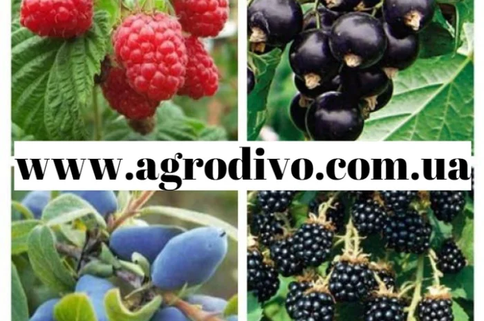 Саженцы малины, клубники, крыжовника, ежемалины, ежевики, жимолости и многое другое- фото № 8