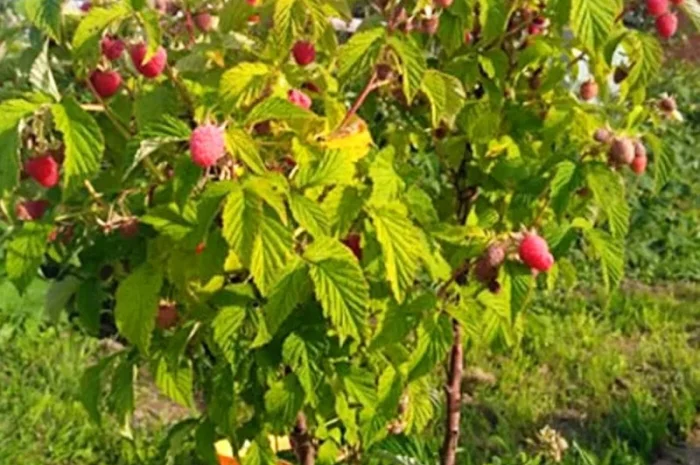 Якісні саджанці ягідних культур літньої та ремонтантної малини, агрусу та смородини- фото № 2