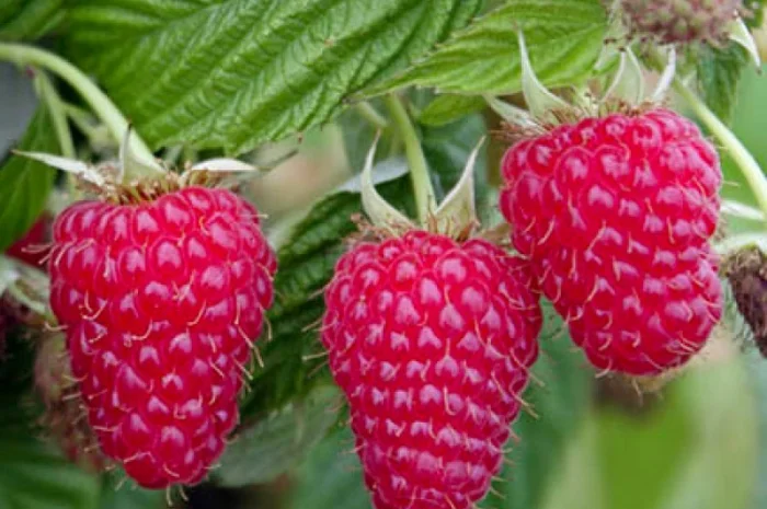 Якісні саджанці ягідних культур літньої та ремонтантної малини, агрусу та смородини- фото № 4