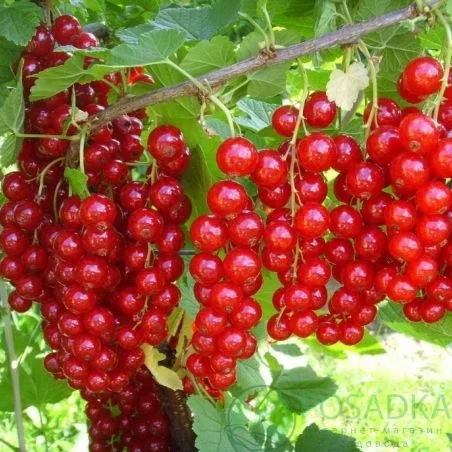 Якісні саджанці ягідних культур літньої та ремонтантної малини, агрусу та смородини- фото № 6