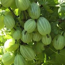 Якісні саджанці ягідних культур літньої та ремонтантної малини, агрусу та смородини- фото № 8