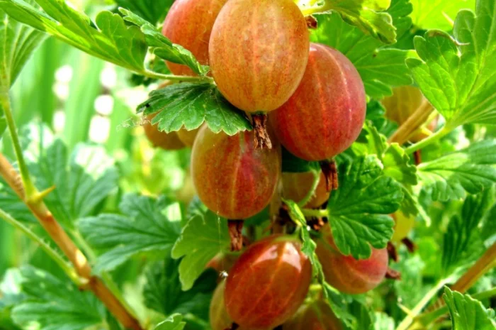 Якісні саджанці ягідних культур літньої та ремонтантної малини, агрусу та смородини- фото № 9