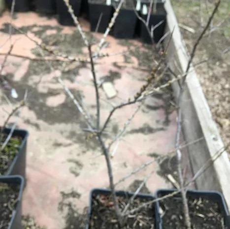 Облепиха с ЗКС- фото № 1