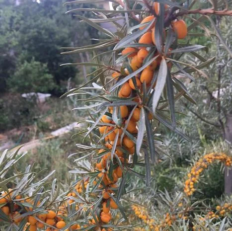 Облепиха с ЗКС- фото № 4