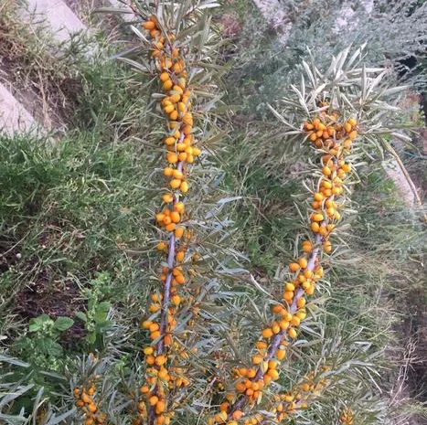 Облепиха с ЗКС- фото № 5