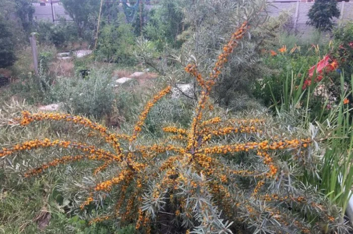 Облепиха с ЗКС- фото № 6