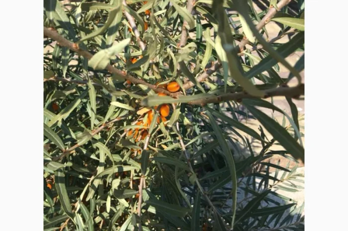 Облепиха с ЗКС- фото № 7