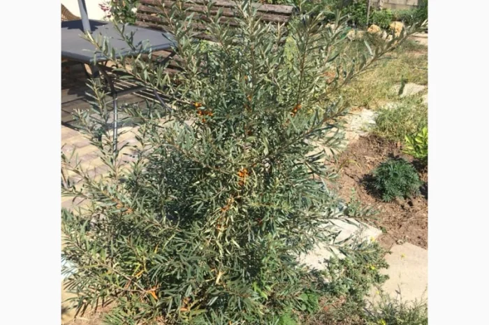 Облепиха с ЗКС- фото № 8