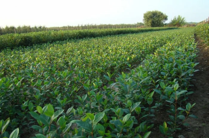 Продаются саженцы черноплодной рябины (арония)- фото № 1