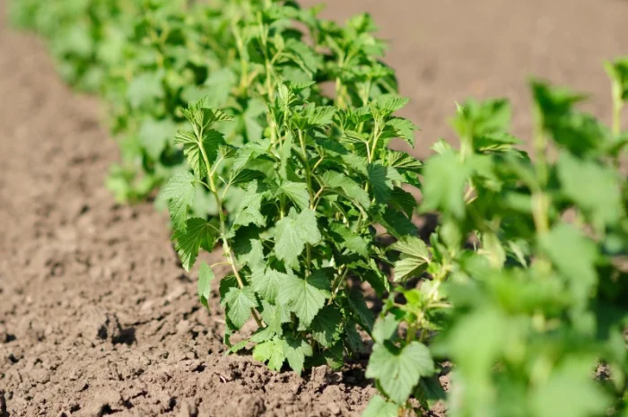 Продам саджанці- фото № 1