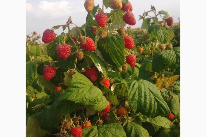 Саджанці малинки та полунички- фото № 1