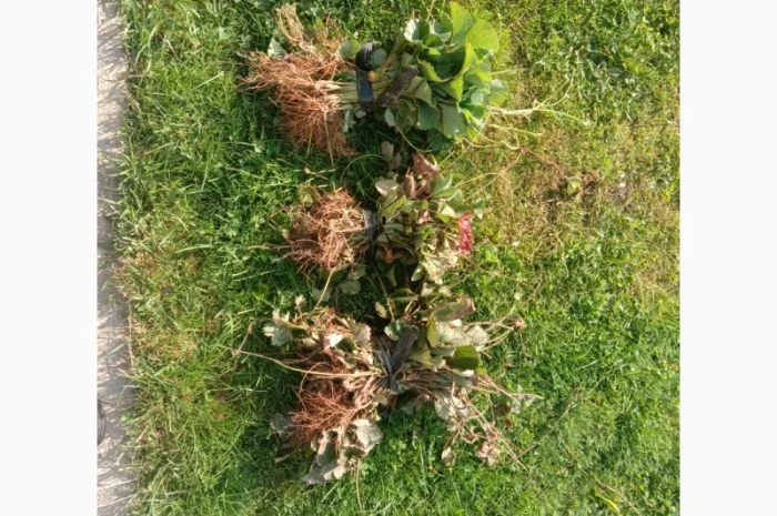 Саджанці малинки та полунички- фото № 10