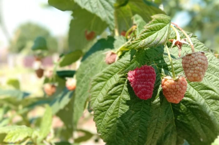 Саджанці малинки та полунички- фото № 3