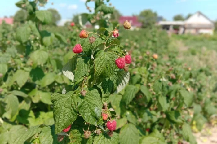 Саджанці малинки та полунички- фото № 5