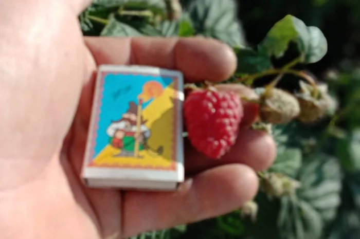 Саджанці малинки та полунички- фото № 6