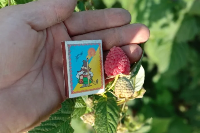 Саджанці малинки та полунички- фото № 7