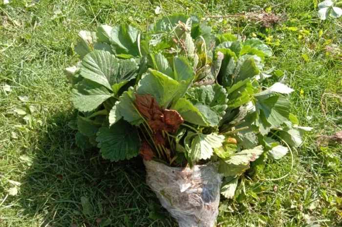 Саджанці малинки та полунички- фото № 9