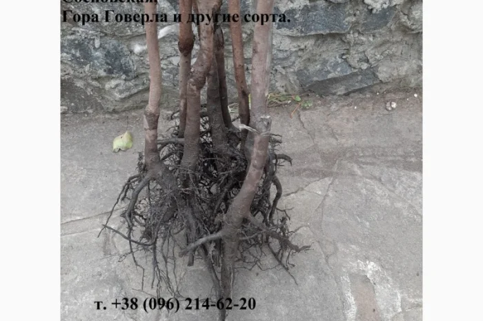 Саженцы хурмы- фото № 1