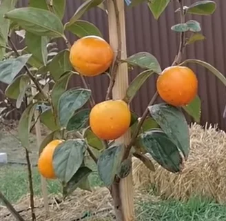 Саженцы хурмы разных сортов на продажу- фото № 2