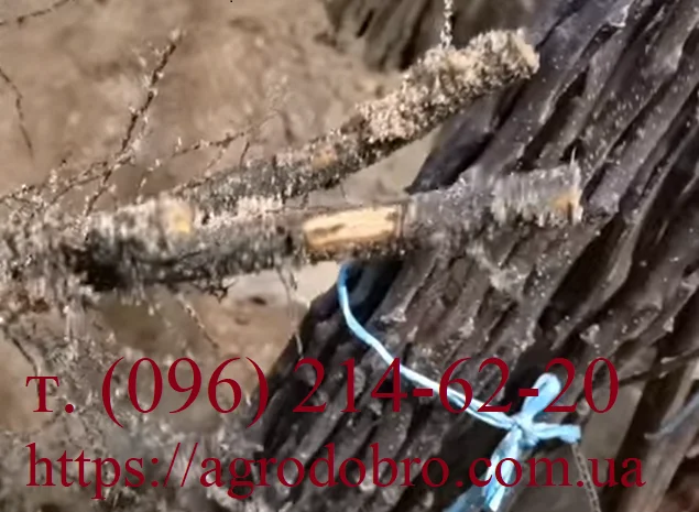 Саженцы хурмы разных сортов на продажу- фото № 4