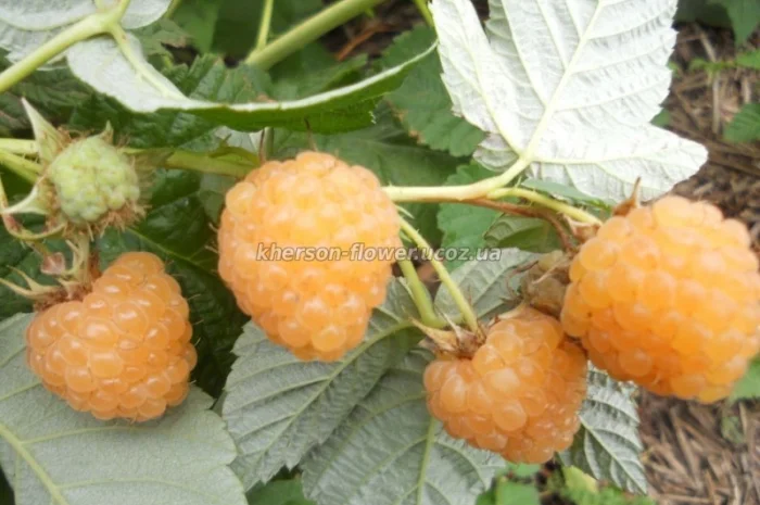 Продам саженцы калины- фото № 15