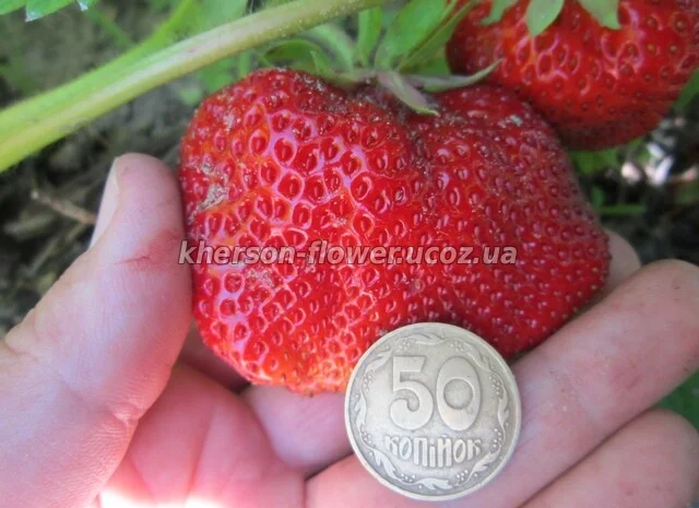 Продам саженцы калины- фото № 5