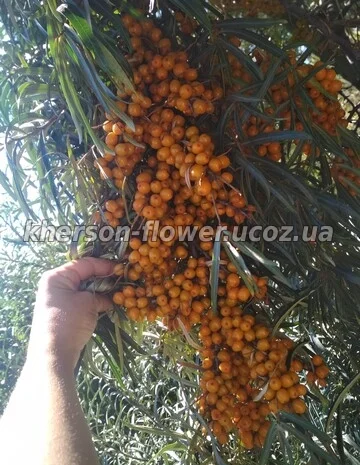 Продам саженцы калины- фото № 8