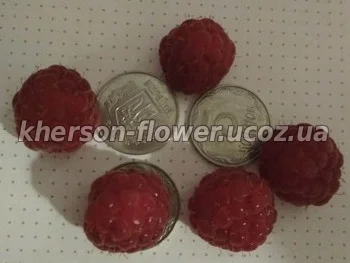 Продам саженцы облепихи- фото № 8