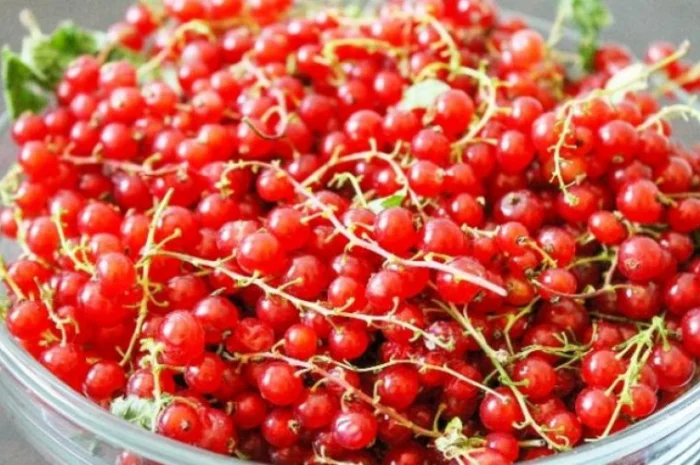 Продам саженцы облепихи- фото № 9