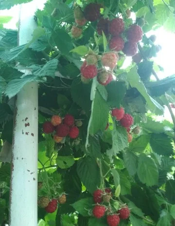 Продам саженцы облепихи- фото № 11