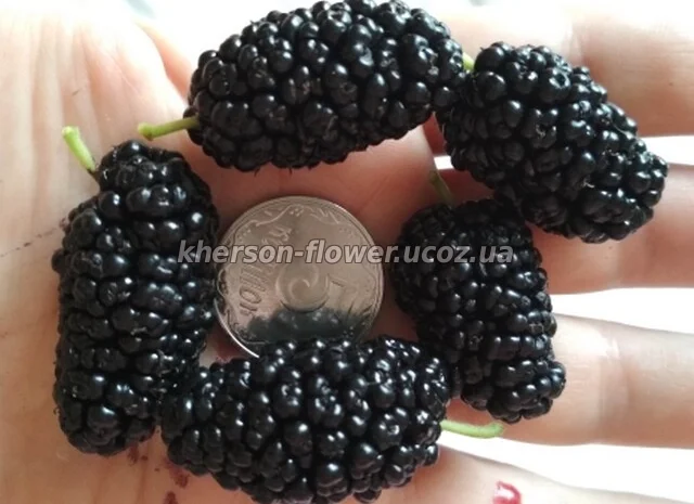 Продам саженцы облепихи- фото № 5