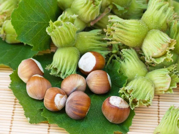 Продам саженцы облепихи- фото № 7