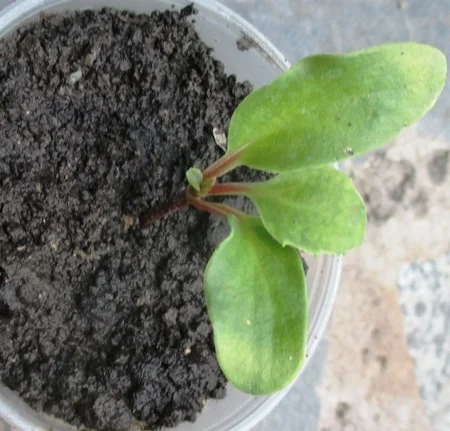 Лимонник китайский- фото № 1