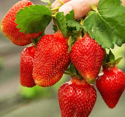 Продам садженці малин та полуниці- фото № 3