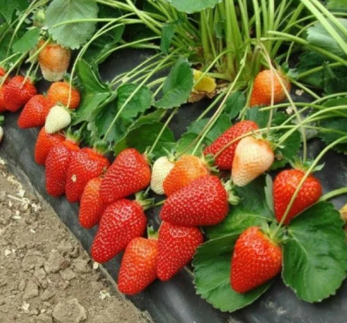 Продам садженці малин та полуниці- фото № 4