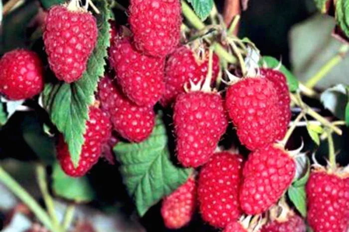 Продам садженці малин та полуниці- фото № 5